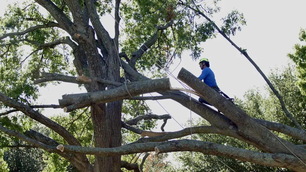 Professional Hazardous Tree Removal performed by certified arborists in Fulshear